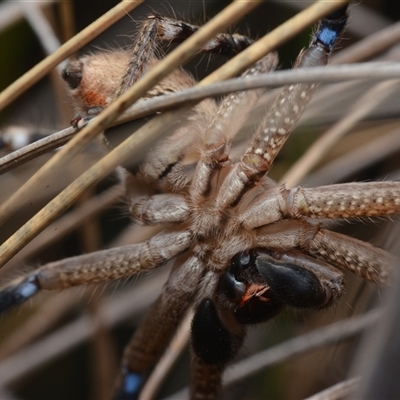 Neosparassus calligaster (Beautiful Badge Huntsman) at Yarralumla, ACT - 6 Aug 2025 by NateKingsford