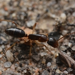 Camponotus claripes (Pale-legged sugar ant) at Yarralumla, ACT - 6 Aug 2025 by NateKingsford