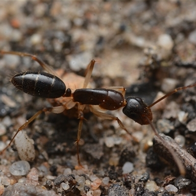 Camponotus claripes (Pale-legged sugar ant) at Yarralumla, ACT - 6 Aug 2025 by NateKingsford