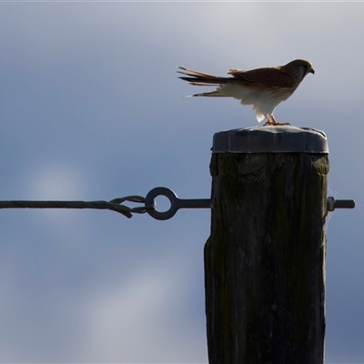 Falco cenchroides (Nankeen Kestrel) at Moruya, NSW - 28 Jul 2025 by jb2602