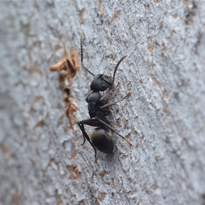 Polyrhachis phryne (A spiny ant) at Yarralumla, ACT - 6 Aug 2025 by NateKingsford