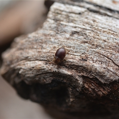 Unverified Beetle (Coleoptera) at Yarralumla, ACT - 6 Aug 2025 by NateKingsford
