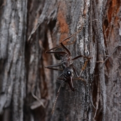 Myrmecia sp. (genus) (Bull ant or Jack Jumper) at Yarralumla, ACT - 6 Aug 2025 by NateKingsford
