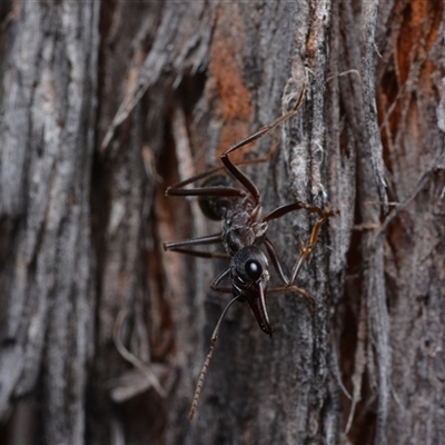 Myrmecia sp. (genus) (Bull ant or Jack Jumper) at Yarralumla, ACT - 6 Aug 2025 by NateKingsford