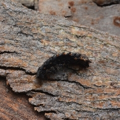 Lycidae (family) at Yarralumla, ACT - 6 Aug 2025 by NateKingsford