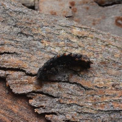 Lycidae (family) at Yarralumla, ACT - 6 Aug 2025 by NateKingsford