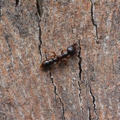 Amblyopone australis (Slow Ant) at Yarralumla, ACT - 6 Aug 2025 by NateKingsford
