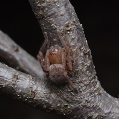Neosparassus sp. (genus) (Badge huntsman) at Yarralumla, ACT - 6 Aug 2025 by NateKingsford