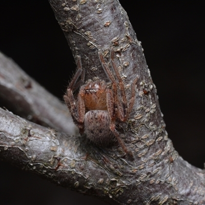Neosparassus sp. (genus) (Badge huntsman) at Yarralumla, ACT - 6 Aug 2025 by NateKingsford