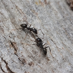 Notoncus capitatus (An epaulet ant) at Yarralumla, ACT - 6 Aug 2025 by NateKingsford
