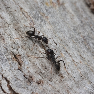Notoncus capitatus (An epaulet ant) at Yarralumla, ACT - 6 Aug 2025 by NateKingsford