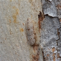 Ledromorpha planirostris (A leafhopper) at Yarralumla, ACT - 6 Aug 2025 by NateKingsford