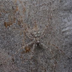 Tamopsis sp. (genus) (Two-tailed spider) at Yarralumla, ACT - 6 Aug 2025 by NateKingsford