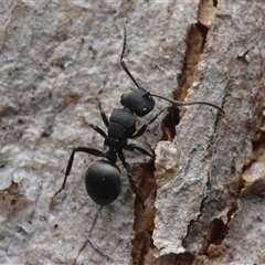 Polyrhachis phryne (A spiny ant) at Yarralumla, ACT - 6 Aug 2025 by NateKingsford
