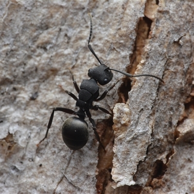 Polyrhachis phryne (A spiny ant) at Yarralumla, ACT - 6 Aug 2025 by NateKingsford