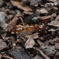 Camponotus claripes (Pale-legged sugar ant) at Yarralumla, ACT - 6 Aug 2025 by NateKingsford