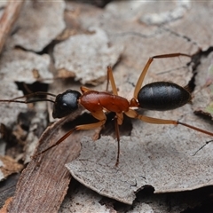 Camponotus nigriceps (Black-headed sugar ant) at Yarralumla, ACT - 6 Aug 2025 by NateKingsford
