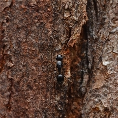 Camponotus sp. (genus) (A sugar ant) at Yarralumla, ACT - 6 Aug 2025 by NateKingsford