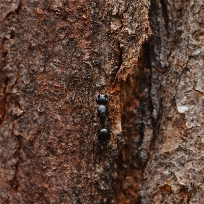 Camponotus sp. (genus) (A sugar ant) at Yarralumla, ACT - 6 Aug 2025 by NateKingsford
