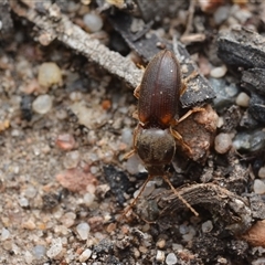 Austrocardiophorus sp. (genus) (Click beetle) at Yarralumla, ACT - 6 Aug 2025 by NateKingsford