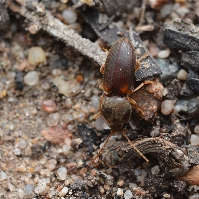 Austrocardiophorus sp. (genus) (Click beetle) at Yarralumla, ACT - 6 Aug 2025 by NateKingsford