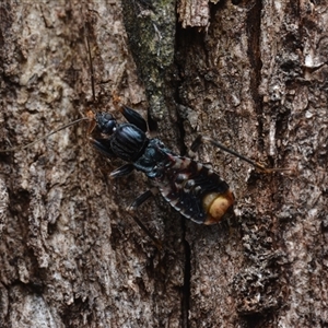 Ectomocoris decoratus (Red Ground Assassin Bug) at Yarralumla, ACT - 6 Aug 2025 by NateKingsford