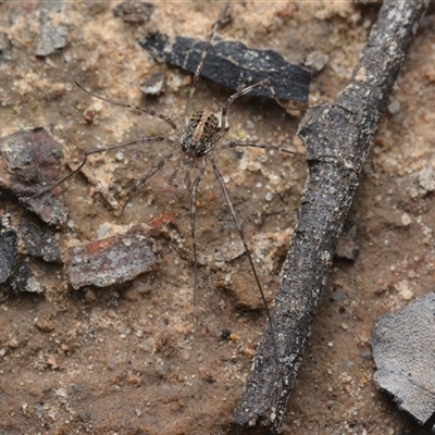 Megalopsalis (genus) (A Neopilionid harvestmen) at Yarralumla, ACT - 6 Aug 2025 by NateKingsford