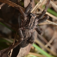 Mituliodon tarantulinus (Prowling Spider) at Yarralumla, ACT - 6 Aug 2025 by NateKingsford