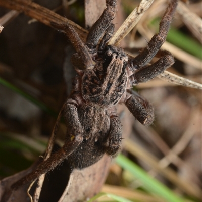 Mituliodon tarantulinus (Prowling Spider) at Yarralumla, ACT - 6 Aug 2025 by NateKingsford