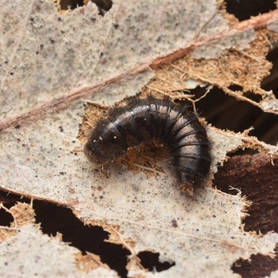 Tenebrionidae (family) at Yarralumla, ACT - 6 Aug 2025 by NateKingsford