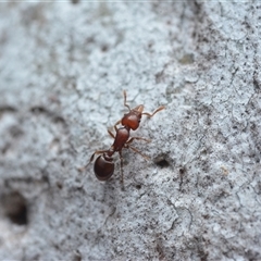 Mesostruma sp. (genus) (Solemn Gremlin Ant) at Yarralumla, ACT - 6 Aug 2025 by NateKingsford