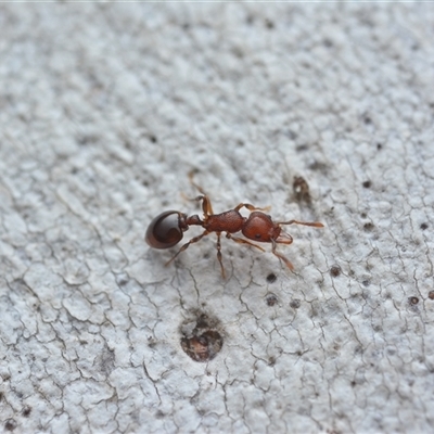Mesostruma sp. (genus) (Solemn Gremlin Ant) at Yarralumla, ACT - 6 Aug 2025 by NateKingsford