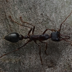 Myrmecia pyriformis (A Bull ant) at Yarralumla, ACT - 6 Aug 2025 by NateKingsford