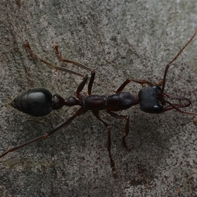 Myrmecia pyriformis (A Bull ant) at Yarralumla, ACT - 6 Aug 2025 by NateKingsford