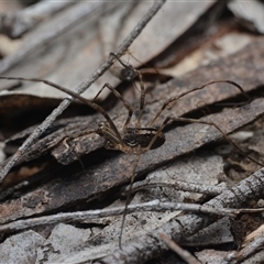 Megalopsalis (genus) (A Neopilionid harvestmen) at Yarralumla, ACT - 6 Aug 2025 by NateKingsford