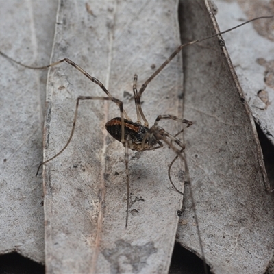 Megalopsalis (genus) (A Neopilionid harvestmen) at Yarralumla, ACT - 6 Aug 2025 by NateKingsford