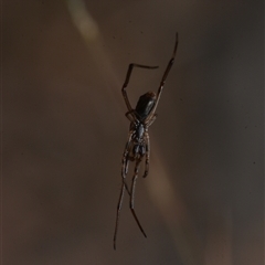 Tetragnathidae (family) (Long-jawed orb weavers) at Yarralumla, ACT - 6 Aug 2025 by NateKingsford