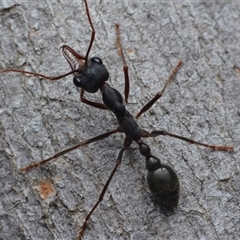 Myrmecia pyriformis (A Bull ant) at Yarralumla, ACT - 6 Aug 2025 by NateKingsford