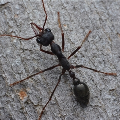 Myrmecia pyriformis (A Bull ant) at Yarralumla, ACT - 6 Aug 2025 by NateKingsford