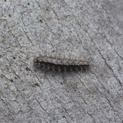 Lithosiini (IMMATURE) (A Footman or Lichen moth (Lithosiini)) at Yarralumla, ACT - 6 Aug 2025 by NateKingsford