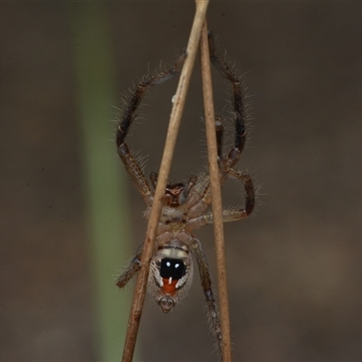 Neosparassus sp. (genus) (Badge huntsman) at Yarralumla, ACT - 6 Aug 2025 by NateKingsford