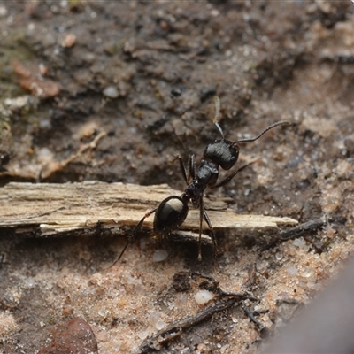 Notoncus capitatus (An epaulet ant) at Yarralumla, ACT - 6 Aug 2025 by NateKingsford