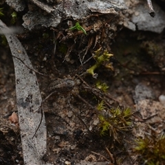 Megalopsalis (genus) (A Neopilionid harvestmen) at Yarralumla, ACT - 6 Aug 2025 by NateKingsford