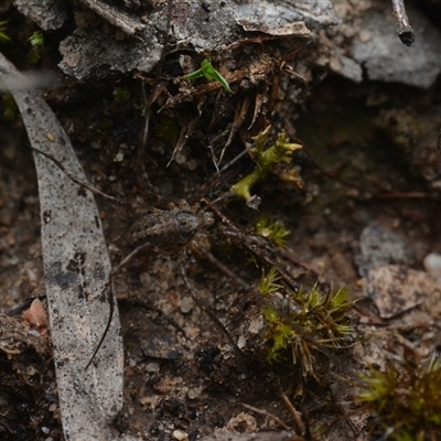 Megalopsalis (genus) (A Neopilionid harvestmen) at Yarralumla, ACT - 6 Aug 2025 by NateKingsford