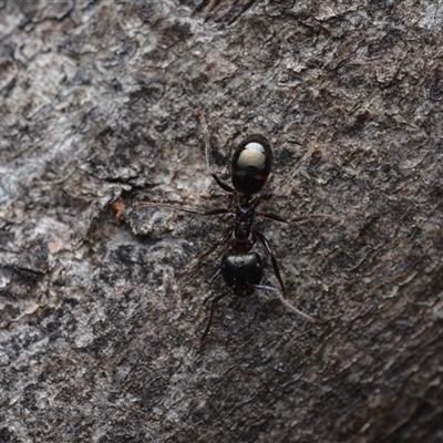 Notoncus sp. (genus) (A Notoncus ant) at Yarralumla, ACT - 6 Aug 2025 by NateKingsford