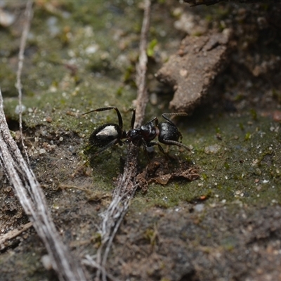 Notoncus ectatommoides (A native ant) at Yarralumla, ACT - 6 Aug 2025 by NateKingsford