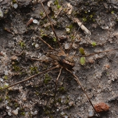 Megalopsalis (genus) (A Neopilionid harvestmen) at Yarralumla, ACT - 6 Aug 2025 by NateKingsford