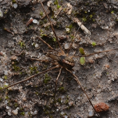 Megalopsalis (genus) (A Neopilionid harvestmen) at Yarralumla, ACT - 6 Aug 2025 by NateKingsford