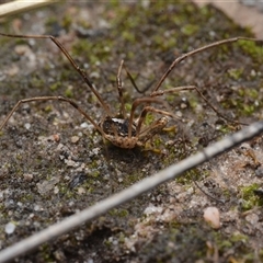 Megalopsalis (genus) (A Neopilionid harvestmen) at Yarralumla, ACT - 6 Aug 2025 by NateKingsford