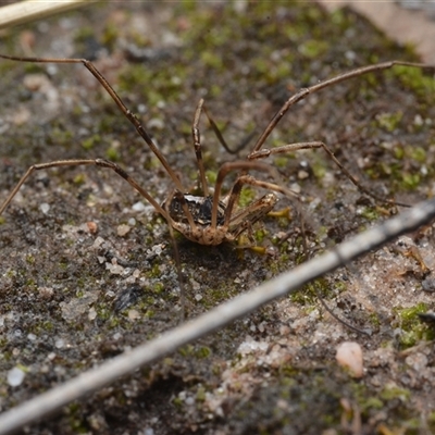 Megalopsalis (genus) (A Neopilionid harvestmen) at Yarralumla, ACT - 6 Aug 2025 by NateKingsford